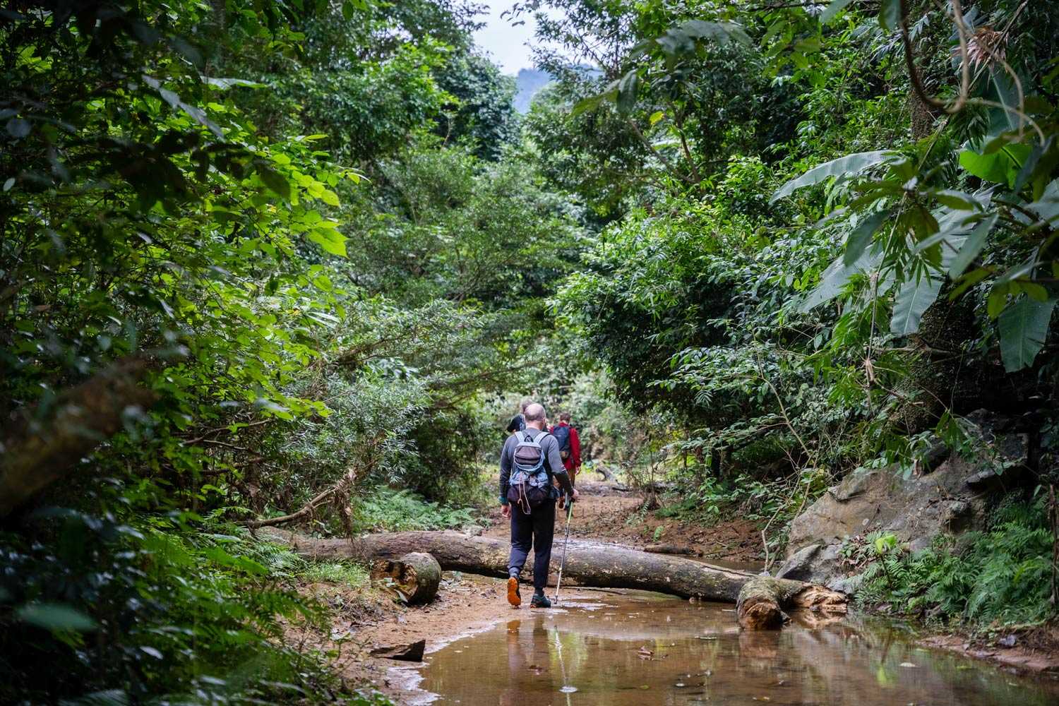 Cánh rừng nguyên sinh ở Quảng Bình mùa mưa trở nên xanh mướt và tươi tốt.