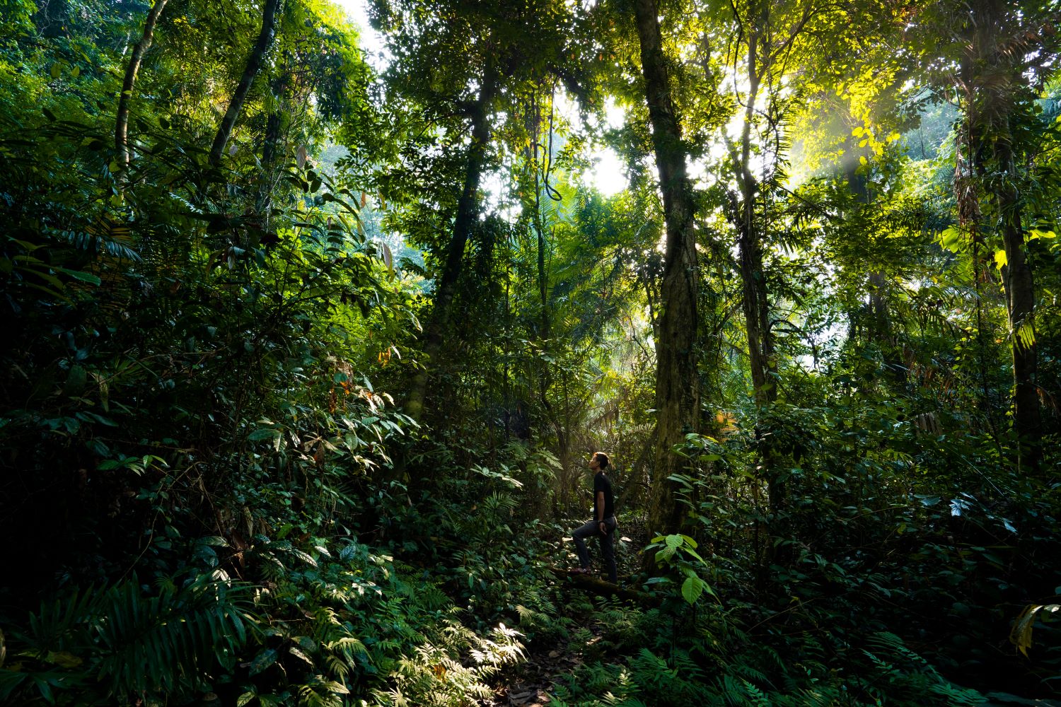 Chuyến đi đưa du khách vào rừng nguyên sinh với rất nhiều loại thực vật.
