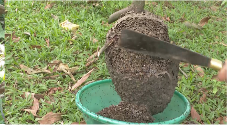 Cận cảnh quá trình loại bỏ kiến để lấy trứng kiến.