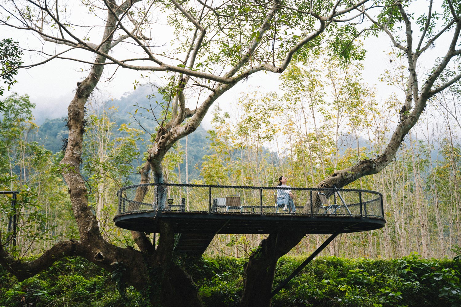 “Chill” giữa thiên nhiên tại nhà trên cây.